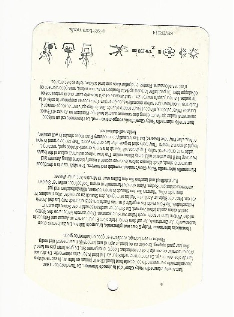 Hamamelis Ruby Glow0002.jpg